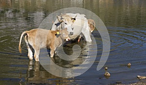 Mother cow and her calf