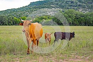 A mother cow with her calf in the field of Texas