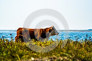 Mother cow and her calf on a grass field by the beach