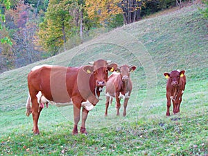 Mother cow with her two calfes