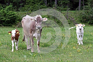 A mother cow and her two calves on a meadow in Austria