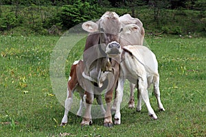 A mother cow lets her two calves drink by the udder