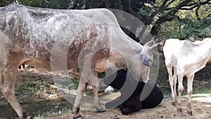 The Mother Cow Licking The Calf While Sitting In Her Dark Complexion.