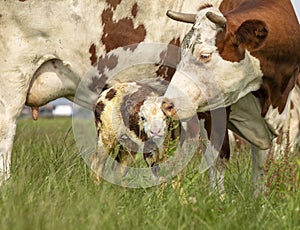 Mother cow licks and lovingly takes care of her calf, cute just born baby is standing safely beside her