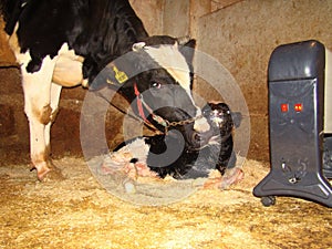 The mother cow licks the newborn calf to clean it. The first moments of birth