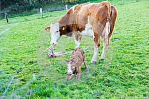 Mother cow with new born calf hours after giving birth on green