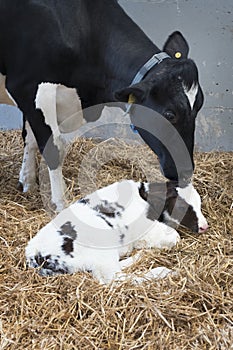 Mother cow and newborn black and white calf in straw inside barn of dutch farm