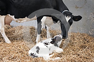 Mother cow and newborn black and white calf in straw inside barn of dutch farm