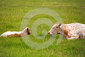 A mother cow talking to her calf