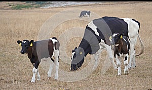 Mother cow with two calves