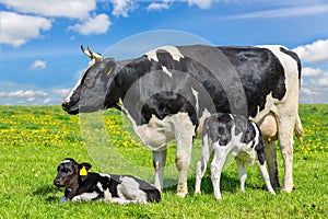 Mother cow with two calves in green meadow