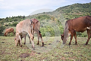 Mother cow with young calf greasing in a field