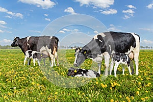 Mother cows with drinking calves in dutch meadow