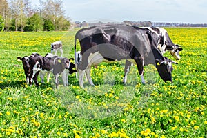 Mother cows with newborn calves in spring meadow