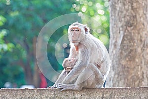 Mother Crab-eating macaque feeding her baby on concrete fence in