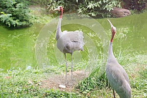 The mother and the crane father cherish the eggs and carefully protect the eggs