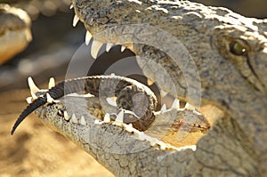 A mother crocodile holding her young baby in her mouth