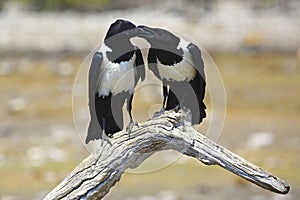 Mother crow feeding juvenile in Etosha, Namibia