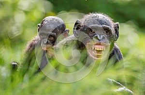 Mother and Cub of Bonobo