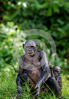 Mother and Cub of Bonobo. Green natural background.