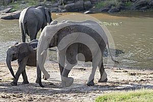 mother and cub elephant on pond shore in shrubland at Kruger park, South Africa