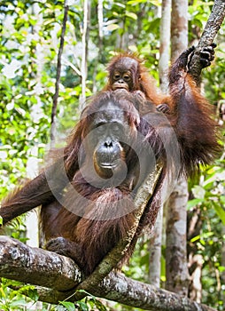 Mother and cub orangutan (Pongo pygmaeus). The close up portrait