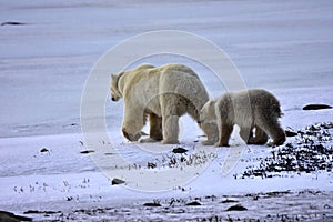 Mother and Cub Polar Bear walking on the snow