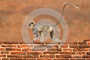 Mother and cub running. Wildlife of Sri Lanka. Common Langur, Semnopithecus entellus, monkey on the orange brick building, nature