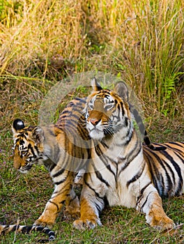 Mother and cub wild Bengal tiger in the grass. India. Bandhavgarh National Park. Madhya Pradesh.