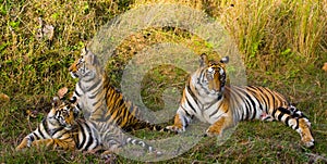 Mother and cub wild Bengal tiger in the grass. India. Bandhavgarh National Park. Madhya Pradesh.