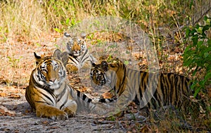 Mother and cub wild Bengal tiger in the grass. India. Bandhavgarh National Park. Madhya Pradesh.