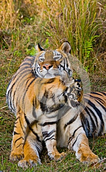 Mother and cub wild Bengal tiger in the grass. India. Bandhavgarh National Park. Madhya Pradesh.