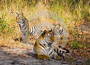 Mother and cub wild Bengal tiger in the grass. India. Bandhavgarh National Park. Madhya Pradesh.