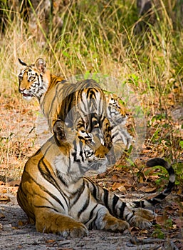 Mother and cub wild Bengal tiger in the grass. India. Bandhavgarh National Park. Madhya Pradesh.