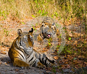 Mother and cub wild Bengal tiger in the grass. India. Bandhavgarh National Park. Madhya Pradesh.