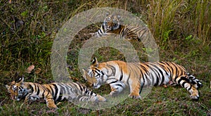 Mother and cub wild Bengal tiger in the grass. India. Bandhavgarh National Park. Madhya Pradesh.