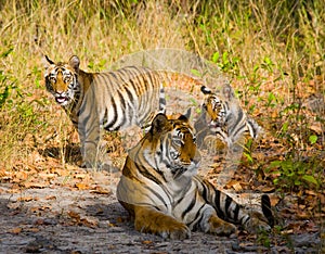 Mother and cub wild Bengal tiger in the grass. India. Bandhavgarh National Park. Madhya Pradesh.