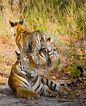 Mother and cub wild Bengal tiger in the grass. India. Bandhavgarh National Park. Madhya Pradesh.