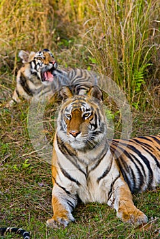 Mother and cub wild Bengal tiger in the grass. India. Bandhavgarh National Park. Madhya Pradesh.