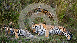 Mother and cub wild Bengal tiger in the grass. India. Bandhavgarh National Park. Madhya Pradesh.