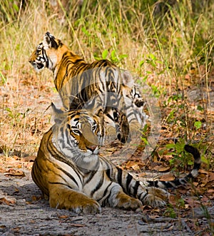 Mother and cub wild Bengal tiger in the grass. India. Bandhavgarh National Park. Madhya Pradesh.