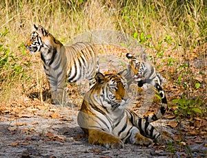 Mother and cub wild Bengal tiger in the grass. India. Bandhavgarh National Park. Madhya Pradesh.
