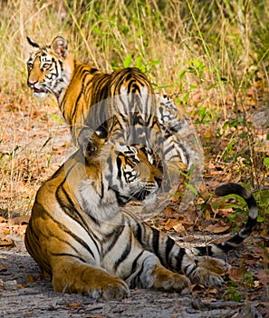 Mother and cub wild Bengal tiger in the grass. India. Bandhavgarh National Park. Madhya Pradesh.