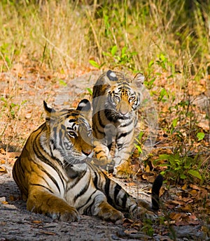 Mother and cub wild Bengal tiger in the grass. India. Bandhavgarh National Park. Madhya Pradesh.