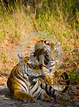 Mother and cub wild Bengal tiger in the grass. India. Bandhavgarh National Park. Madhya Pradesh.