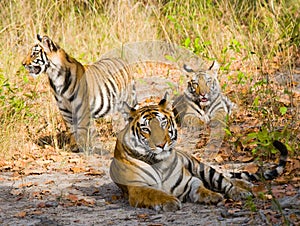 Mother and cub wild Bengal tiger in the grass. India. Bandhavgarh National Park. Madhya Pradesh.