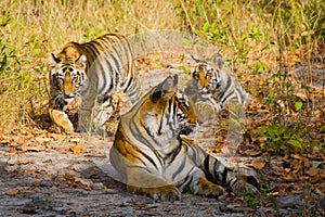 Mother and cub wild Bengal tiger in the grass. India. Bandhavgarh National Park. Madhya Pradesh.