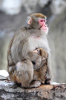 Mother and cub, winter. Japanese macaques. Group p