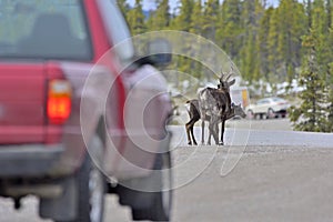 Woodland caribous standing on a street photo