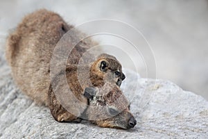 Mother and cute baby African Daman hyrax lying on rocks photo